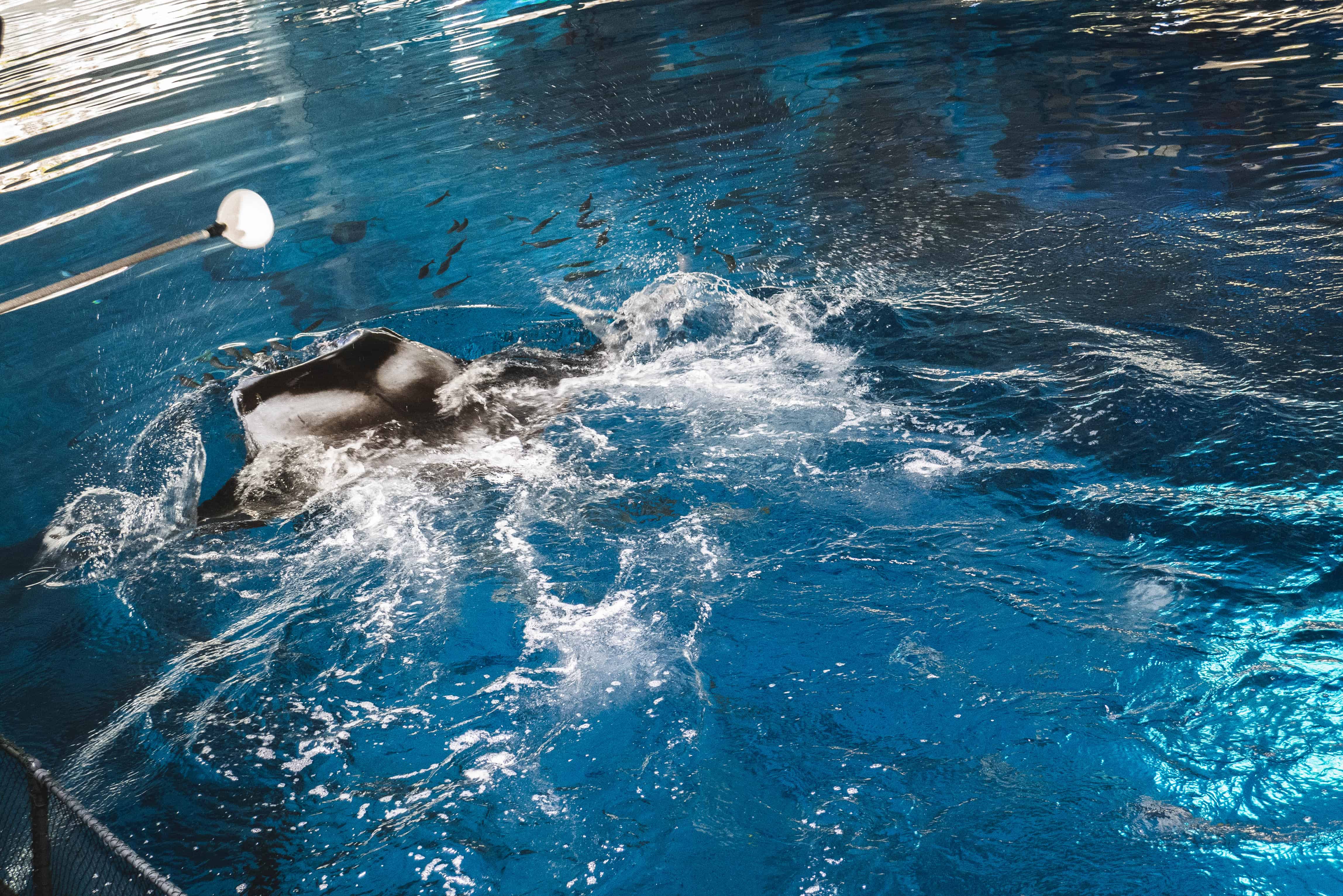 Here's What Taking Care Of Manta Rays At The RWS S.E.A Aquarium Is Like