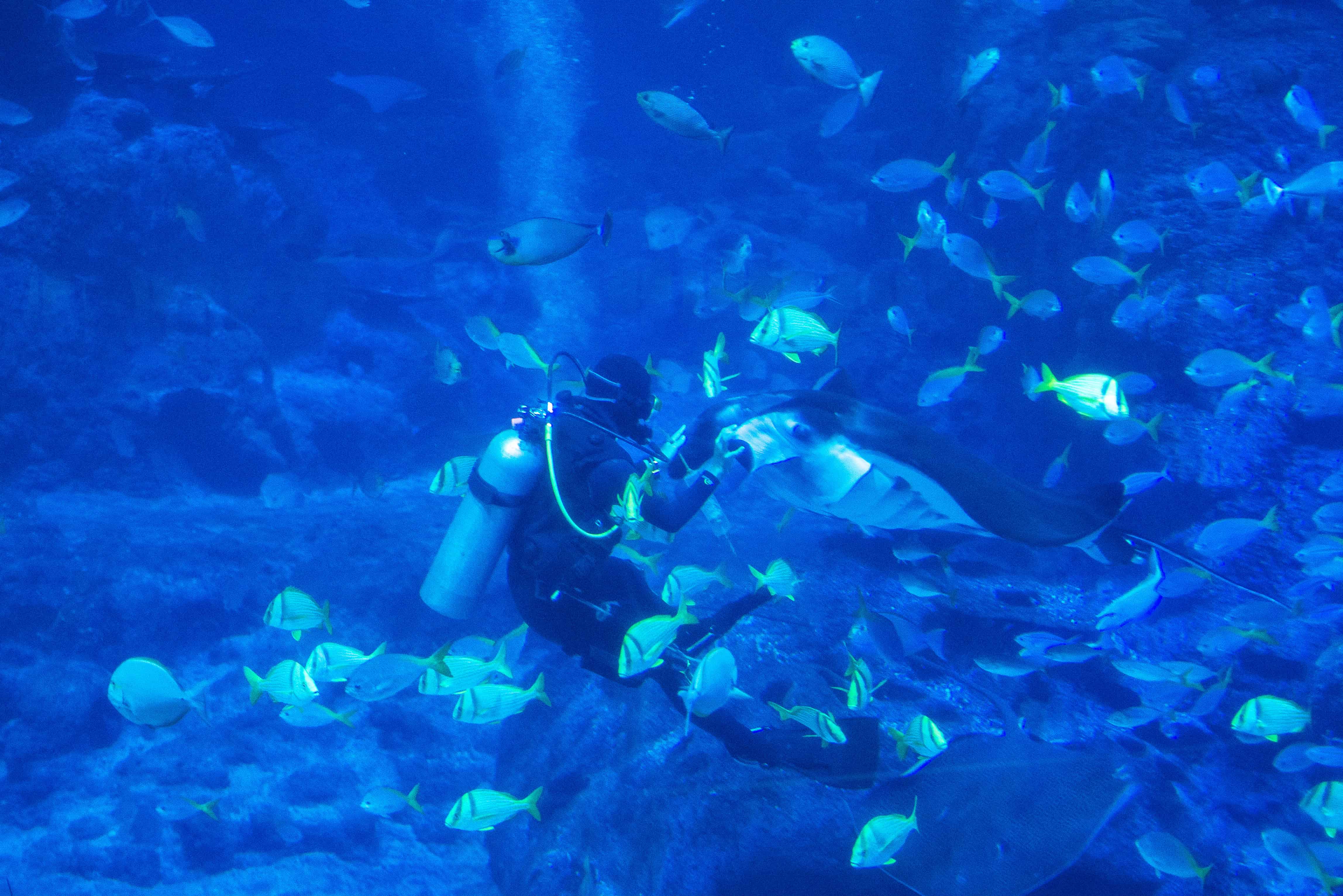 Here's What Taking Care Of Manta Rays At The RWS S.E.A Aquarium Is Like