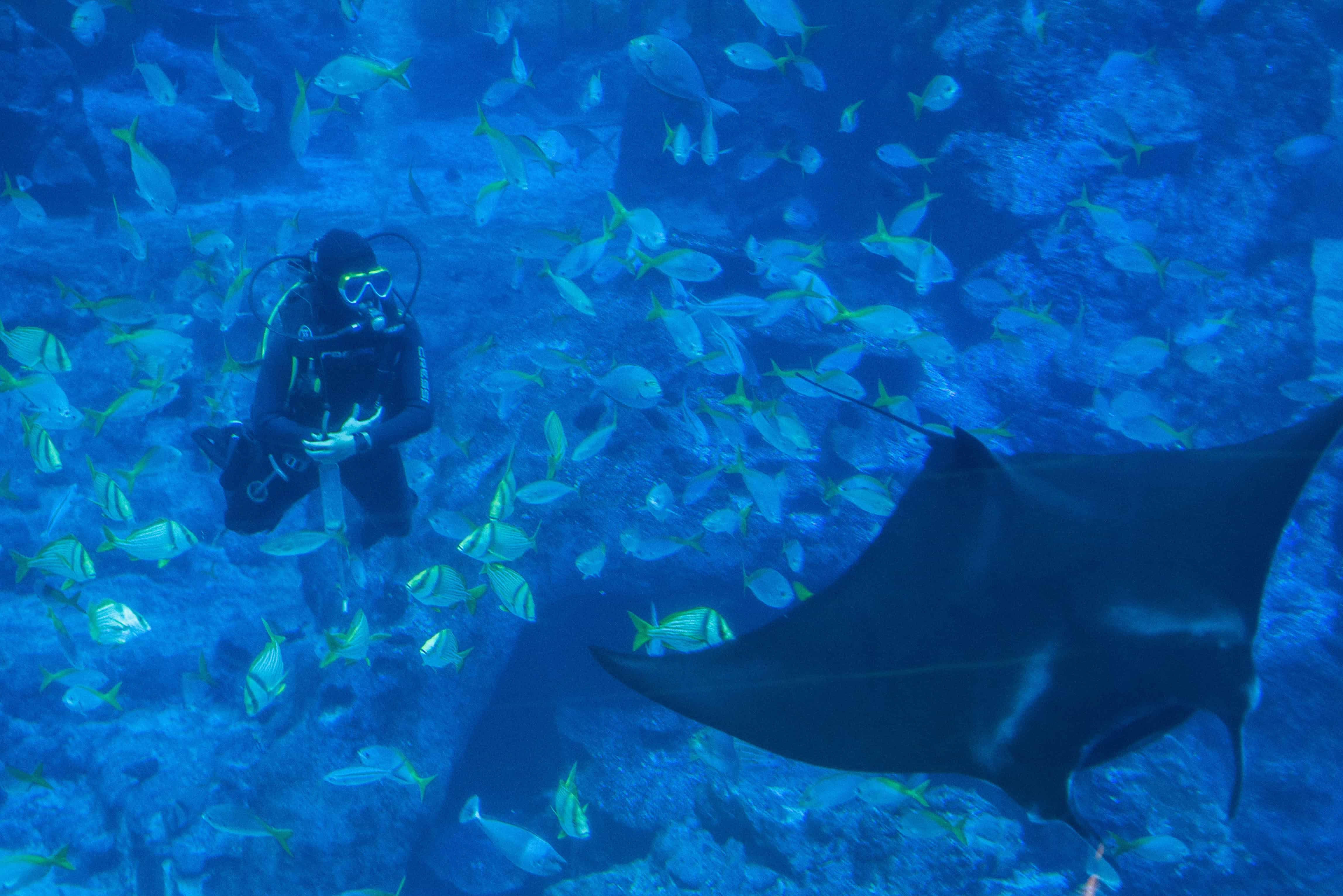 Here's What Taking Care Of Manta Rays At The RWS S.E.A Aquarium Is Like