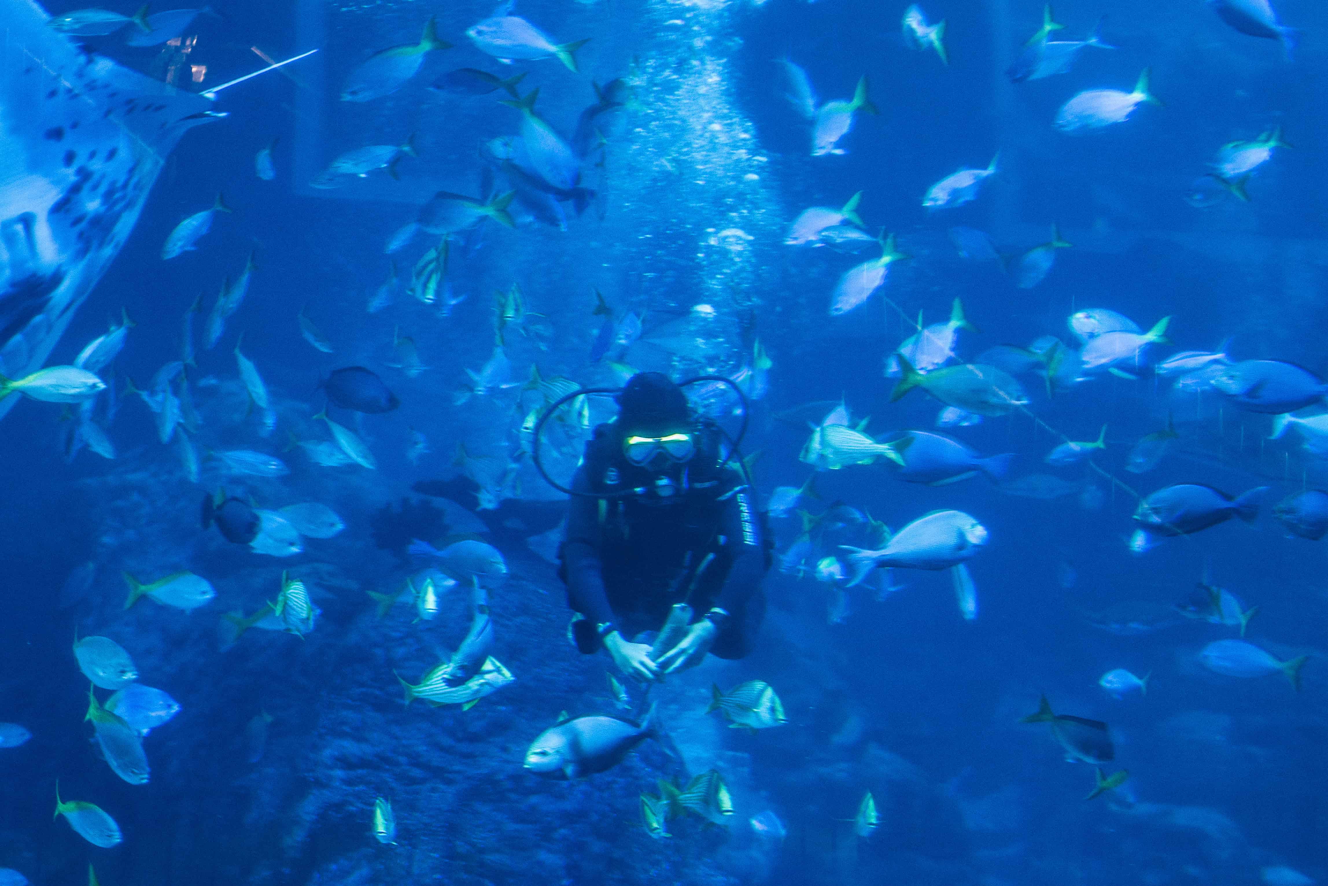 Here's What Taking Care Of Manta Rays At The RWS S.E.A Aquarium Is Like