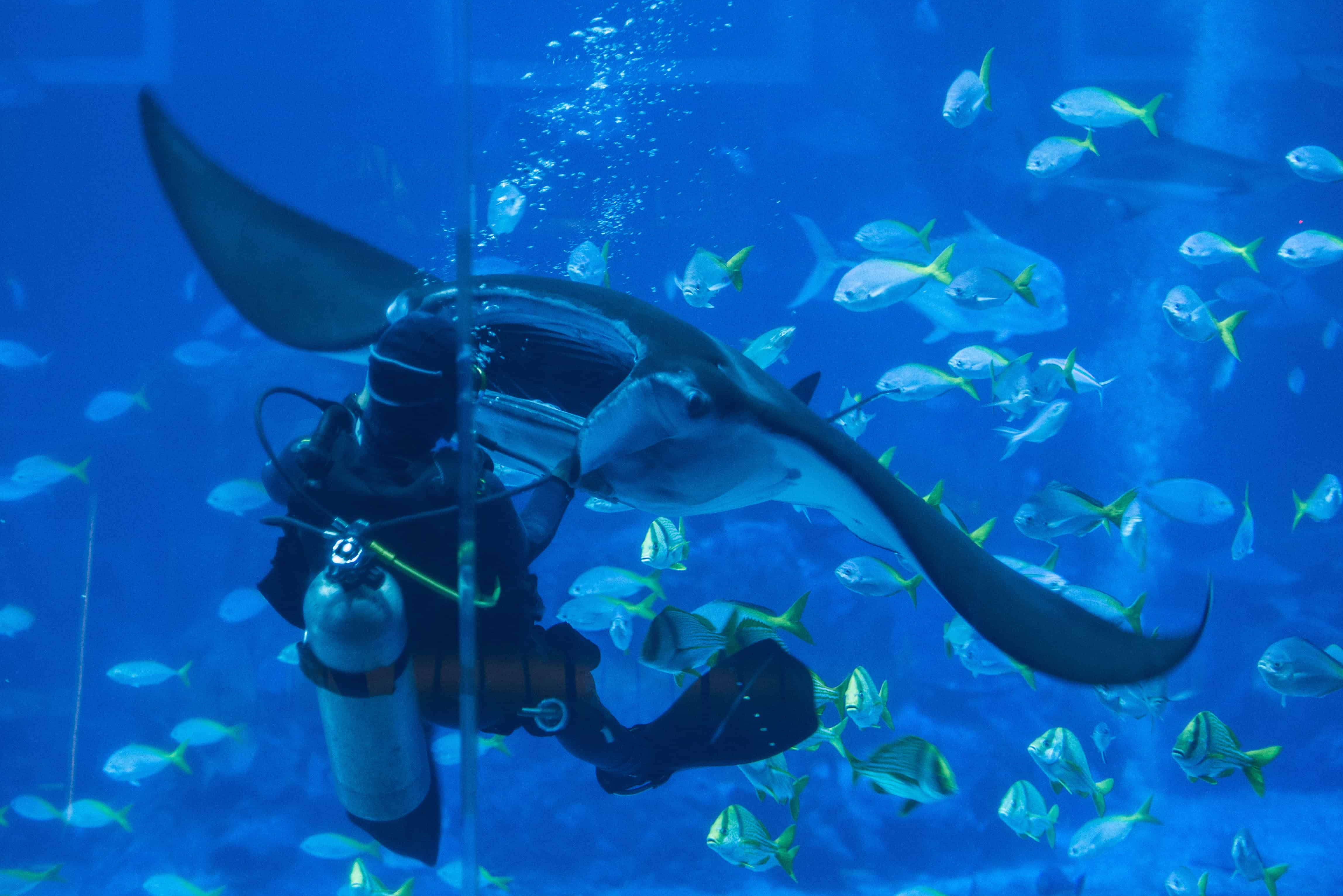 Here's What Taking Care Of Manta Rays At The RWS S.E.A Aquarium Is Like