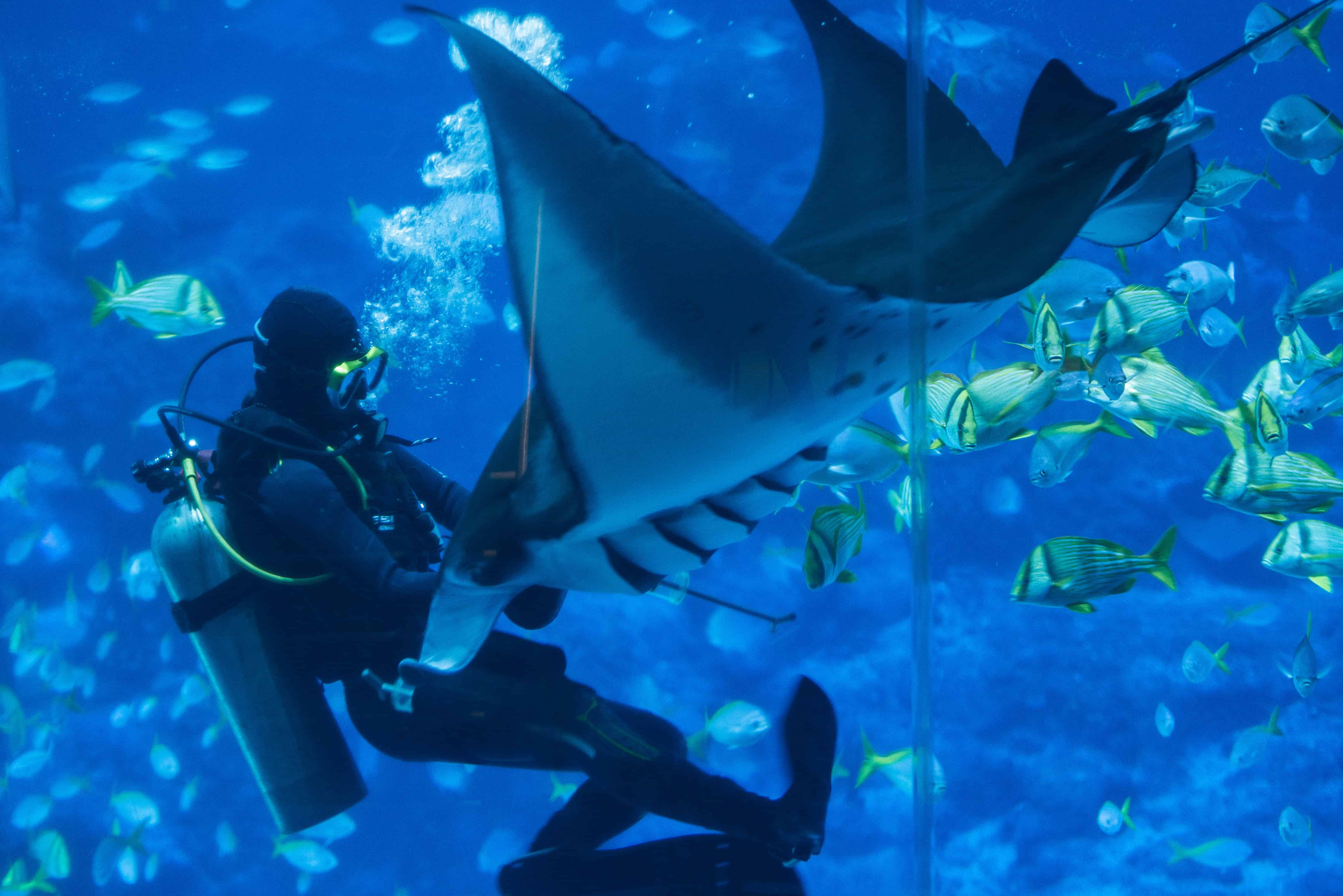 Here's What Taking Care Of Manta Rays At The RWS S.E.A Aquarium Is Like