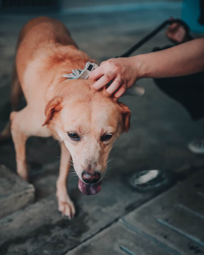 Dog at The Right To Live (TRTL) Dog Shelter